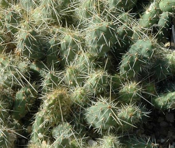 Tunilla_soehrensii_2